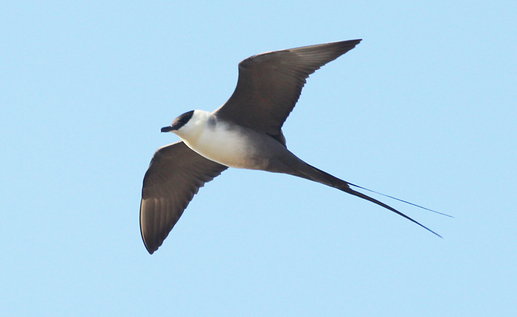 Long-tailed Jaeger