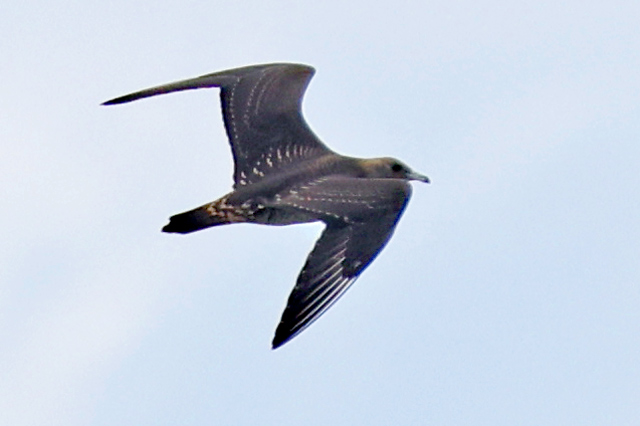 Parasitic Jaeger in flight at Miller Beach