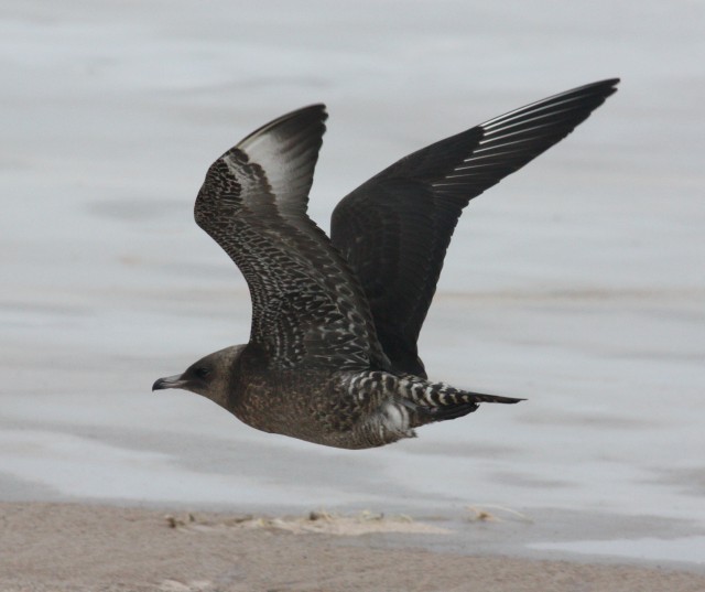 Pomarine Jaeger